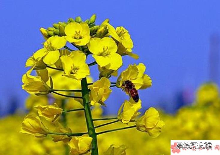 油菜花开了的心情感慨 关于油菜花开了的心情说说