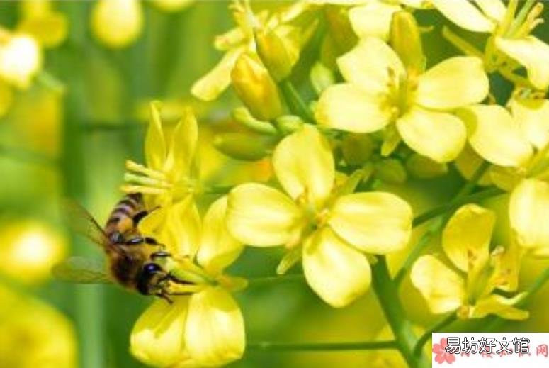 油菜花开了的心情感慨 关于油菜花开了的心情说说