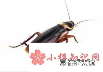 如何除蟑螂?