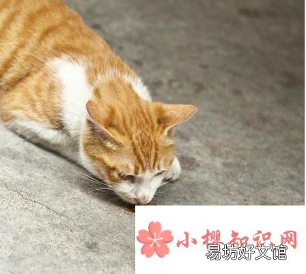 如何除蟑螂?