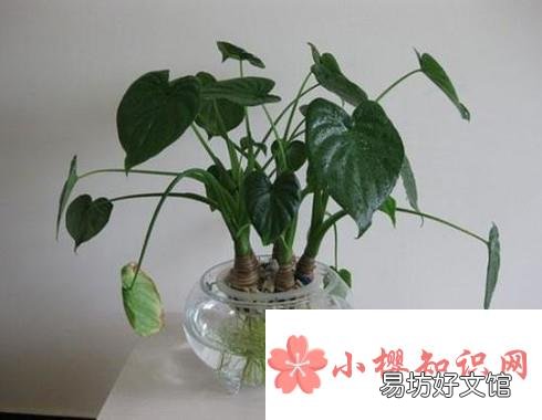 哪些水培植物好看又好养