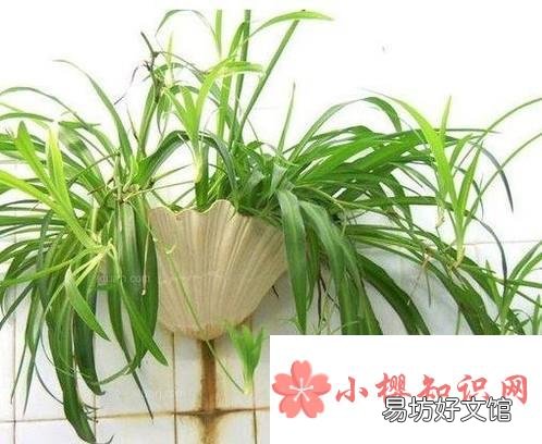 哪些水培植物好看又好养