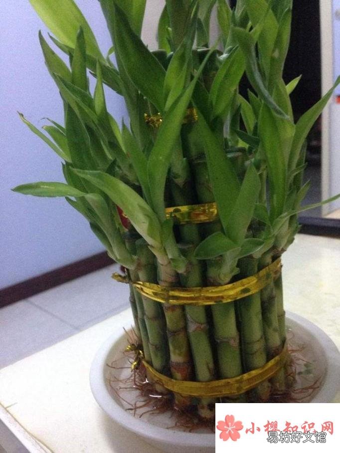 哪些水培植物好看又好养