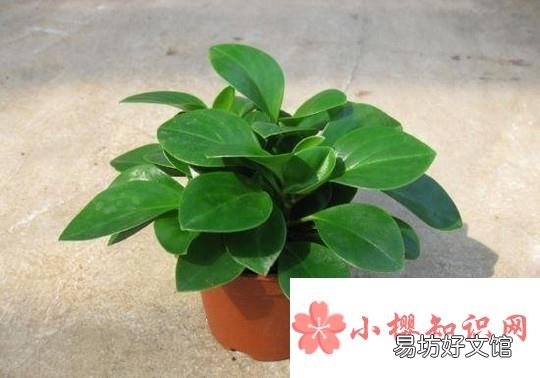 哪些水培植物好看又好养