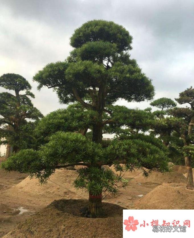 哪些水培植物好看又好养