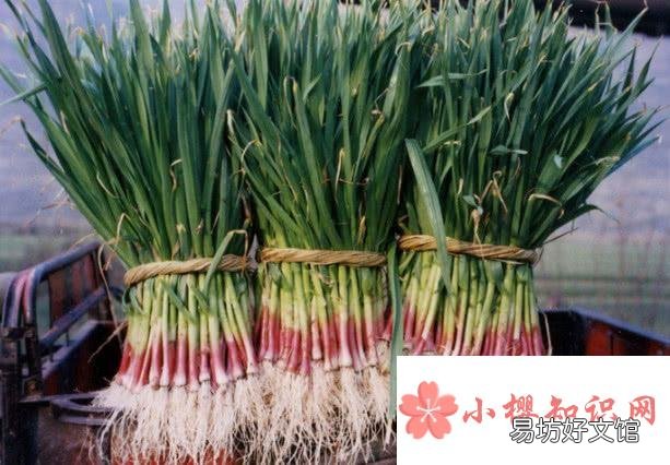 冬天吃大蒜叶的好处,有那些营养价值?
