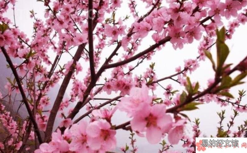 桃花开了经典说说语录大全 桃花开了经典美文句子