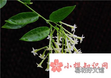 蚊子怕什么?