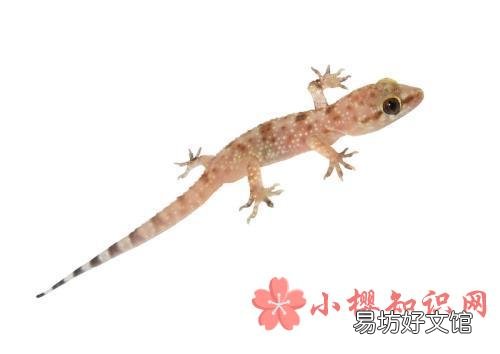 蚊子怕什么?