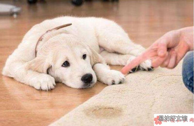 养狗有什么好处 养狗之后才知道的事有哪些