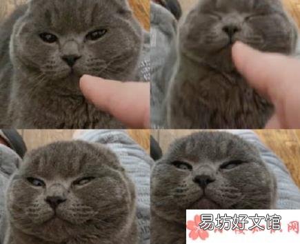 养猫前期的准备和花费 养猫新手要做好哪些准备