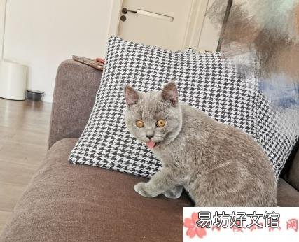 养猫前期的准备和花费 养猫新手要做好哪些准备
