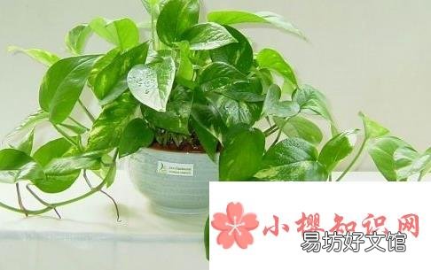 在家里养什么花好