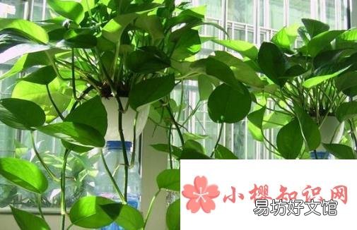 在家里养什么花好