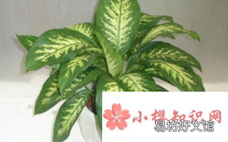 在家里养什么花好