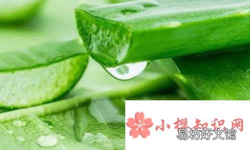 在家里养什么花好