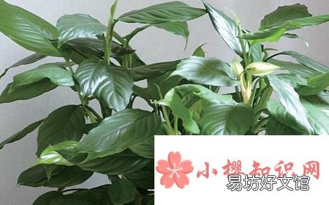在家里养什么花好