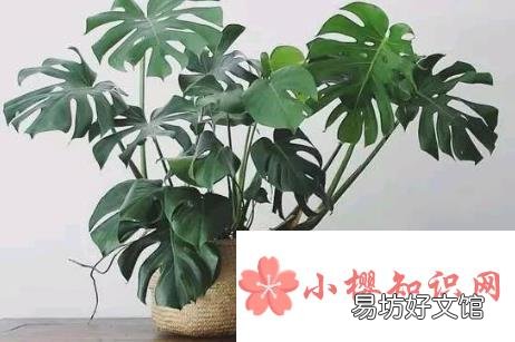 在家里养什么花好