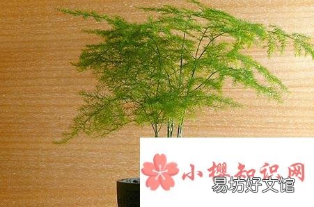 在家里养什么花好