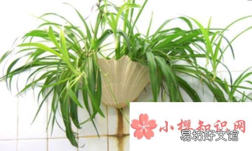 在家里养什么花好