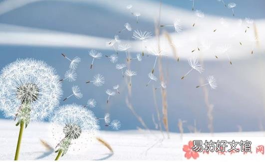 蒲公英泡水有什么禁忌 蒲公英泡水喝有什么好处
