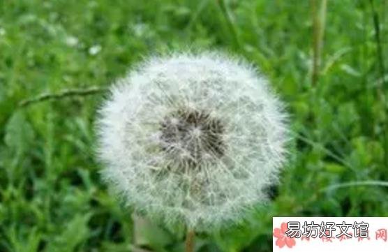 蒲公英泡水有什么禁忌 蒲公英泡水喝有什么好处
