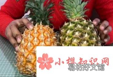 怎么区分凤梨和菠萝