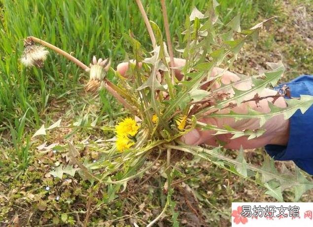 蒲公英水一次放多少合适 蒲公英水可以天天喝吗