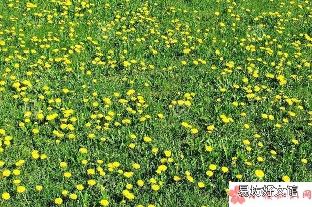 蒲公英水一次放多少合适 蒲公英水可以天天喝吗
