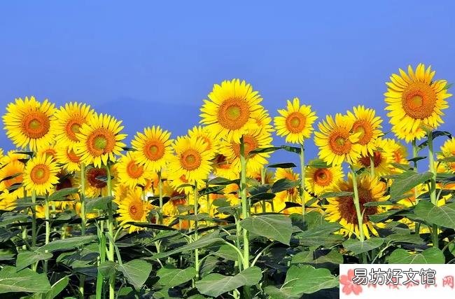 阳光向上发朋友圈经典励志句子 朋友圈正能量励志智慧感悟短句