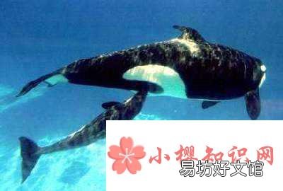 鲸为什么不是鱼?