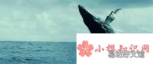 鲸为什么不是鱼?