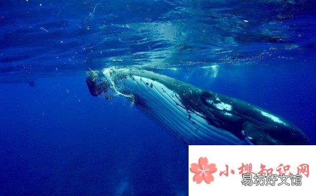 鲸为什么不是鱼?