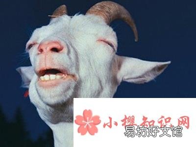 冬至进补羊肉,千万不要和这些食物一起吃!