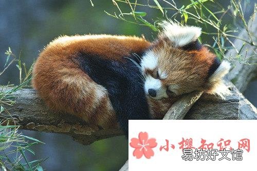小熊猫为什么叫九节狼?