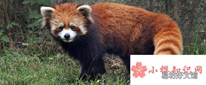 小熊猫为什么叫九节狼?