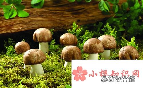 吃蘑菇真的有益健康吗?