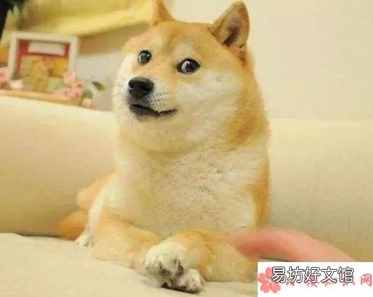 520单身狗朋友圈说说 520单身狗文案怎么发