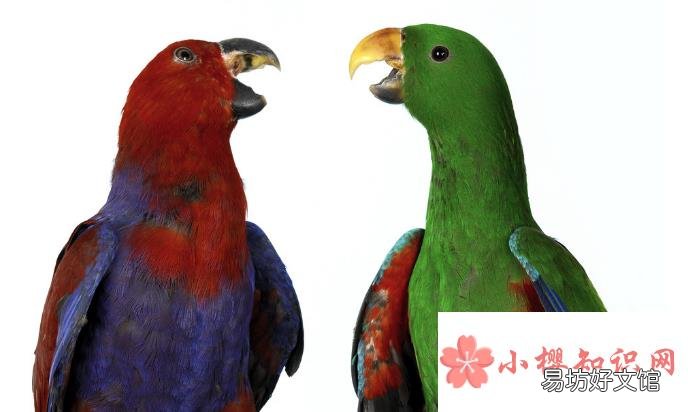 鹦鹉吃什么?