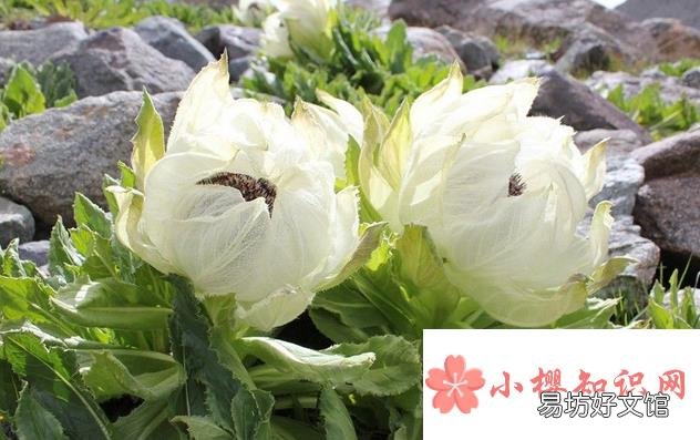 为什么雪莲花不畏冰雪高寒?