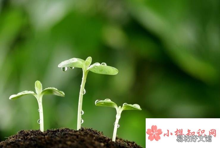 种子为什么会发芽?