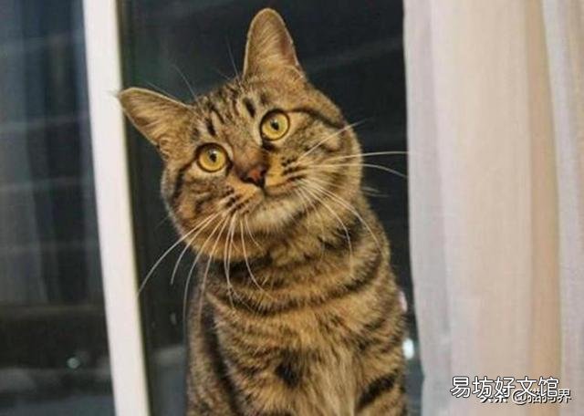 猫咪会放屁吗(猫咪会放屁吗会臭吗)