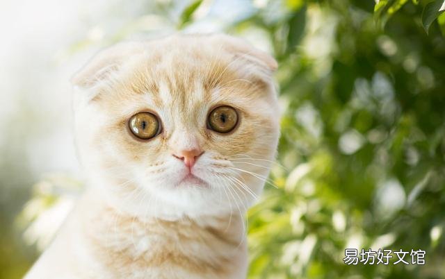 猫呼噜呼噜叫代表什么(猫呼噜声)