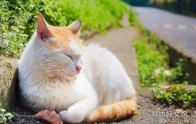 猫呼噜呼噜叫代表什么(猫呼噜声)