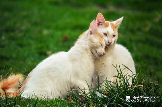 猫咪怎么交配(猫咪交配的几种方式)