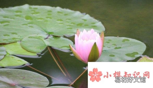 为什么植物也要睡觉?