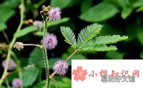 植物也喜欢听音乐?