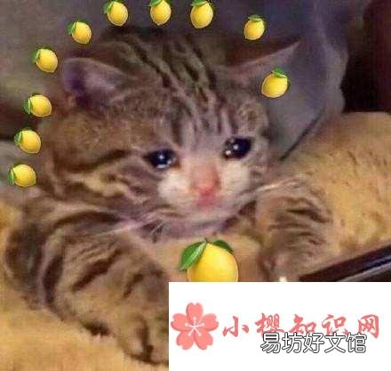 我酸了什么意思?