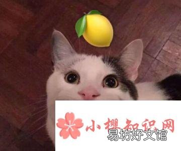 我酸了什么意思?