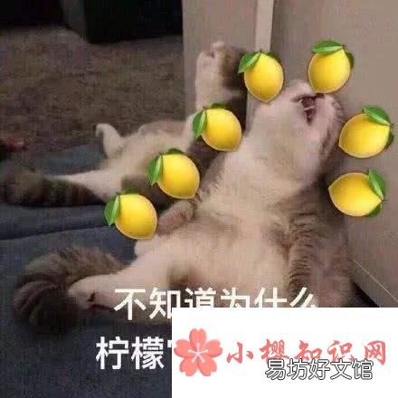 我酸了什么意思?